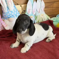Spots, a male Dachshund for sale in Gaffney, SC – 1 of 3
