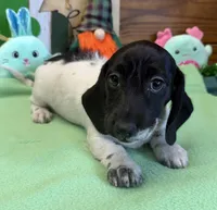 Spots, a male Dachshund for sale in Gaffney, SC – Photo 3 of 3
