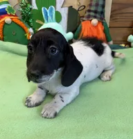 Spots, a male Dachshund for sale in Gaffney, SC – Photo 2 of 3