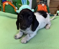 Spots, a male Dachshund for sale in Gaffney, SC – Photo 1 of 3