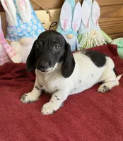 Spots, a male Dachshund for sale in Gaffney, SC – 2 of 3