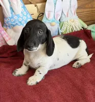 Spots, a male Dachshund for sale in Gaffney, SC – 3 of 3