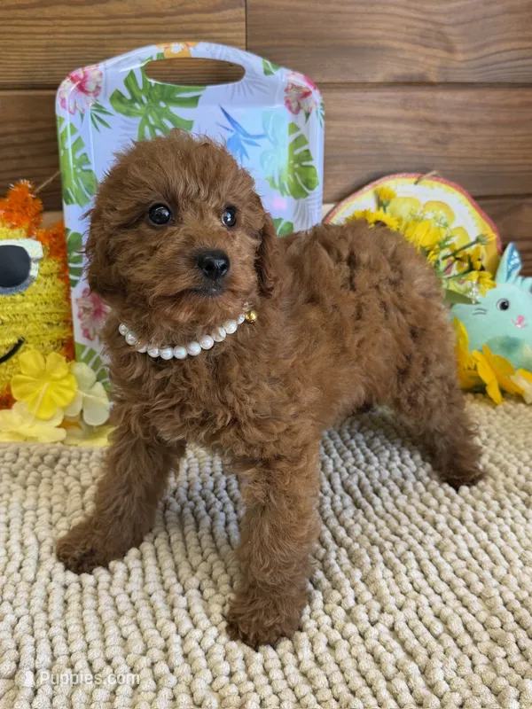 Charlotte – Miniature Labradoodle puppy for sale in Gaffney, SC