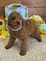 Charlotte, a female Miniature Labradoodle for sale in Gaffney, SC – 1 of 4