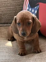 Reba 1, a female Miniature Dachshund for sale in Gaffney, SC – 6 of 8