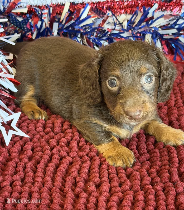 Wilson – Miniature Dachshund puppy for sale in Gaffney, SC