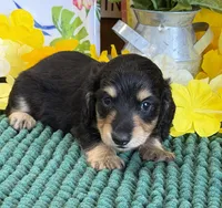 Justin, a male Miniature Dachshund for sale in Gaffney, SC – 3 of 3