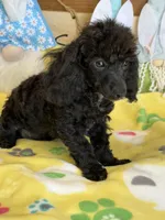 Raven, a male Poodle - Toy  for sale in Gaffney, SC – Photo 3 of 3