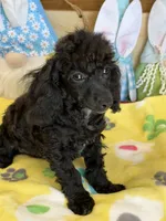 Raven, a male Poodle - Toy  for sale in Gaffney, SC – Photo 2 of 3