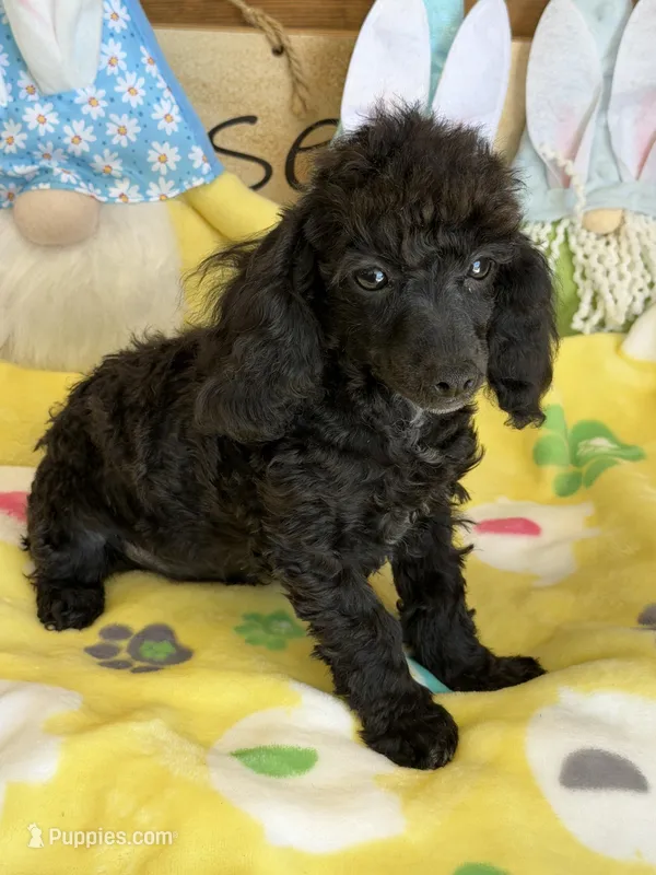 Raven – Poodle - Toy  puppy for sale in Gaffney, SC