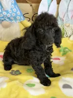 Raven, a male Poodle - Toy  for sale in Gaffney, SC – Photo 1 of 3