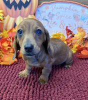 Reba, a female Miniature Dachshund for sale in Gaffney, SC – 2 of 3
