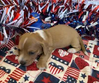 Annie, a female Miniature Dachshund for sale in Gaffney, SC – 3 of 3