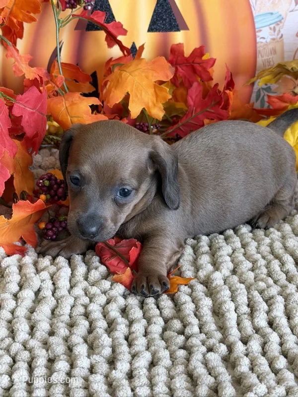 Amarreta – Miniature Dachshund puppy for sale in Gaffney, SC