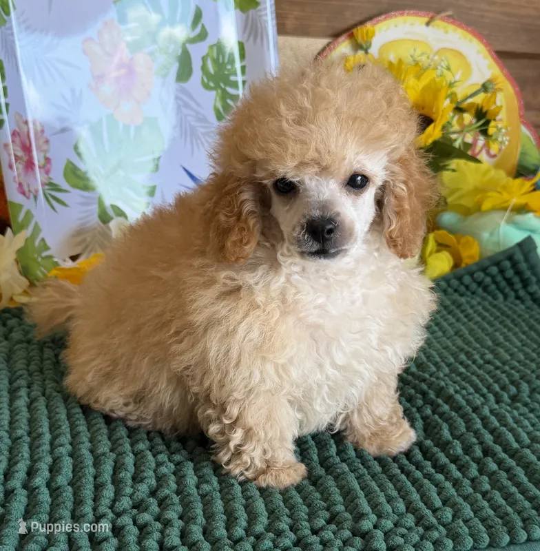Adam – Poodle - Toy  puppy for sale in Gaffney, SC