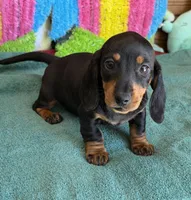 Olive, a female Miniature Dachshund for sale in Gaffney, SC – Photo 3 of 3