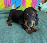 Olive, a female Miniature Dachshund for sale in Gaffney, SC – Photo 2 of 3