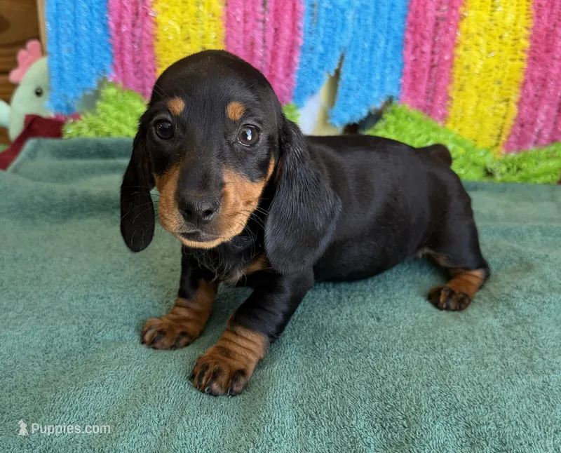 Olive, a female Miniature Dachshund for sale in Gaffney, SC – Photo 1 of 3