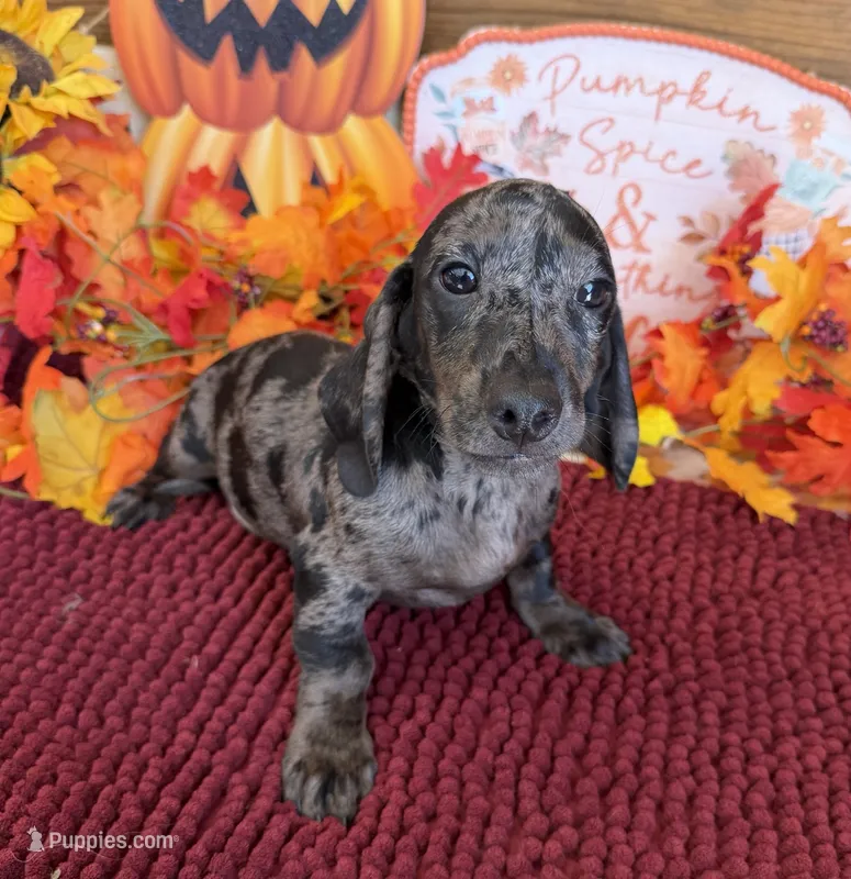 Marble Boy – Miniature Dachshund puppy for sale in Gaffney, SC