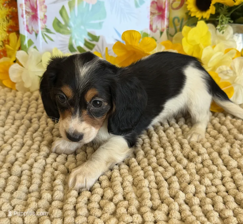 Oliver – Miniature Dachshund puppy for sale in Gaffney, SC