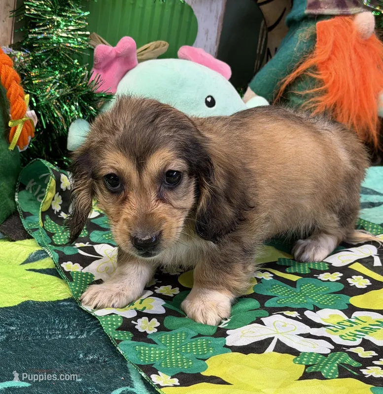 Charm, a female Dachshund for sale in Gaffney, SC – Photo 1 of 3