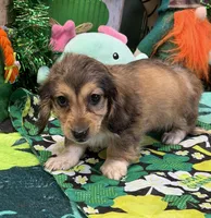 Charm, a female Dachshund for sale in Gaffney, SC – Photo 1 of 3