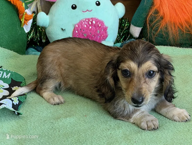 Charm – Dachshund puppy for sale in Gaffney, SC