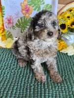 Cosmo, a male Cockapoo for sale in Gaffney, SC – 2 of 3