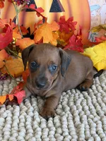 Mason, a male Miniature Dachshund for sale in Gaffney, SC – 3 of 4