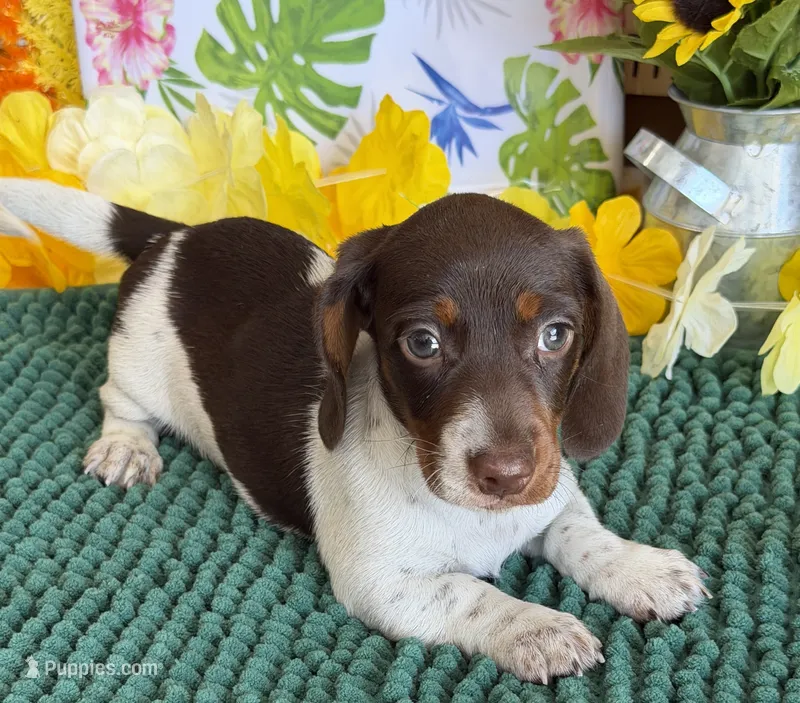 John – Dachshund puppy for sale in Gaffney, SC