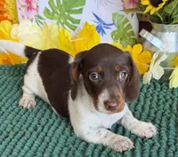 John, a male Miniature Dachshund for sale in Gaffney, SC – 1 of 3