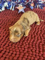 Cameo, a female Miniature Dachshund for sale in Gaffney, SC – 3 of 4