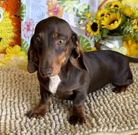Benson, a male Miniature Dachshund for sale in Gaffney, SC – 4 of 4