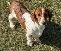 Tyler, a male Dachshund for sale in Gaffney, SC – 4 of 4