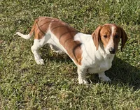 Tyler, a male Dachshund for sale in Gaffney, SC – 3 of 4