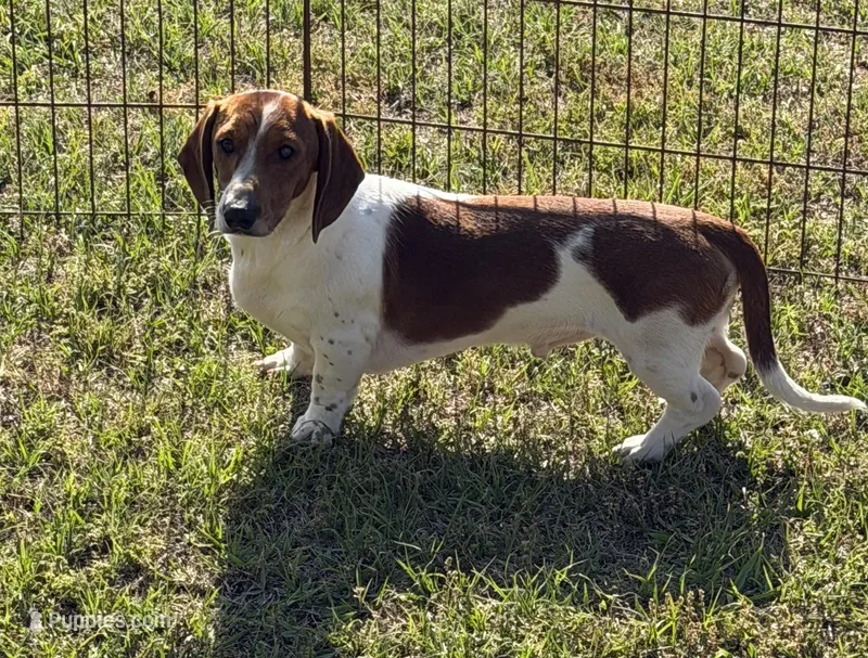 Tyler – Dachshund puppy for sale in Gaffney, SC