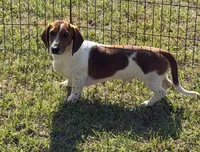 Tyler, a male Dachshund for sale in Gaffney, SC – 1 of 4