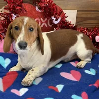 Tyler, a male Dachshund for sale in Gaffney, SC – Photo 1 of 3