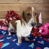 Tyler, a male Dachshund for sale in Gaffney, SC – Photo 3 of 3