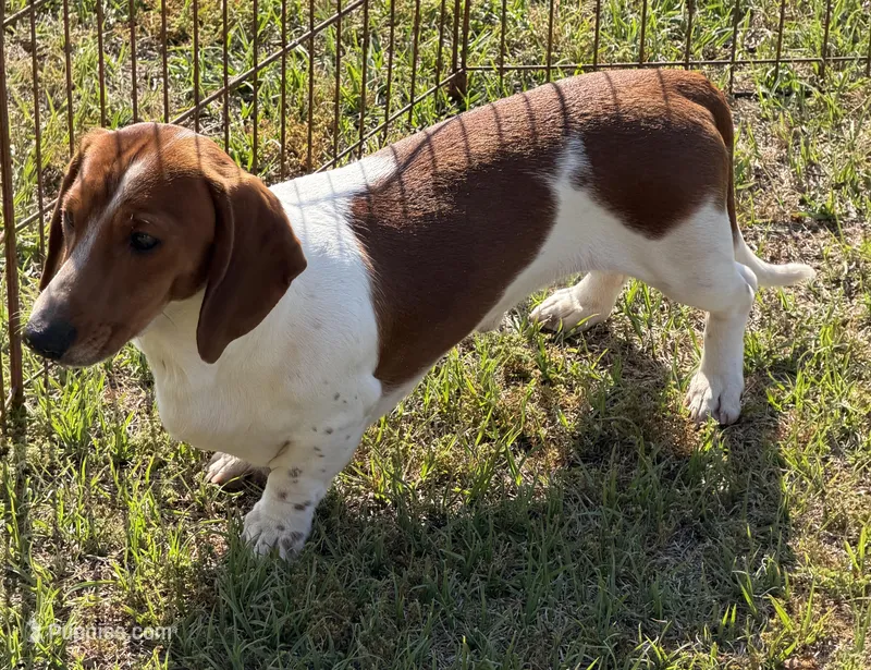 Tyler – Dachshund puppy for sale in Gaffney, SC