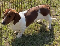 Tyler, a male Dachshund for sale in Gaffney, SC – 2 of 4