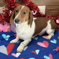 Tyler, a male Dachshund for sale in Gaffney, SC – Photo 2 of 3