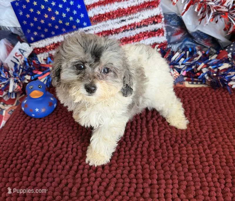 Buttons – Cockapoo puppy for sale in Gaffney, SC