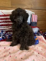 Rascal, a male Poodle - Toy  for sale in Gaffney, SC – 2 of 3