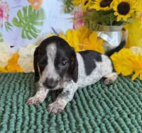 Rascal, a male Miniature Dachshund for sale in Gaffney, SC – 1 of 3