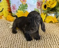 Speckles Wire Girl, a female Miniature Dachshund for sale in Gaffney, SC – 5 of 6