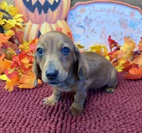 Reba, a female Miniature Dachshund for sale in Gaffney, SC – 3 of 3