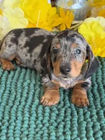 Razzle, a male Miniature Dachshund for sale in Gaffney, SC – 3 of 4