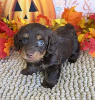 Snoopy, a male Miniature Dachshund for sale in Gaffney, SC – 1 of 3