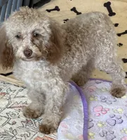Bear, a male Cockapoo for sale in Gaffney, SC – 5 of 5